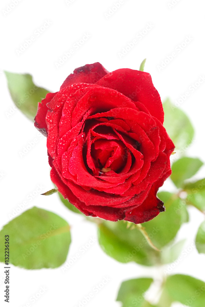 fresh beautiful red rose isolated on white background, soft focus fresh beautiful red rose isolated on white background, soft focus