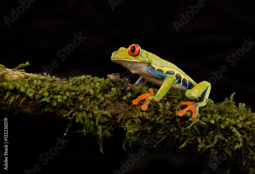 Red-eyed tree frog perched on a moss covered branch (Agalychnis callidryas), Costa Rica © Jim Cumming