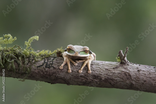 Masked Treefrog (Smilisca phaeota) sitting on a branch in Costa Rica
