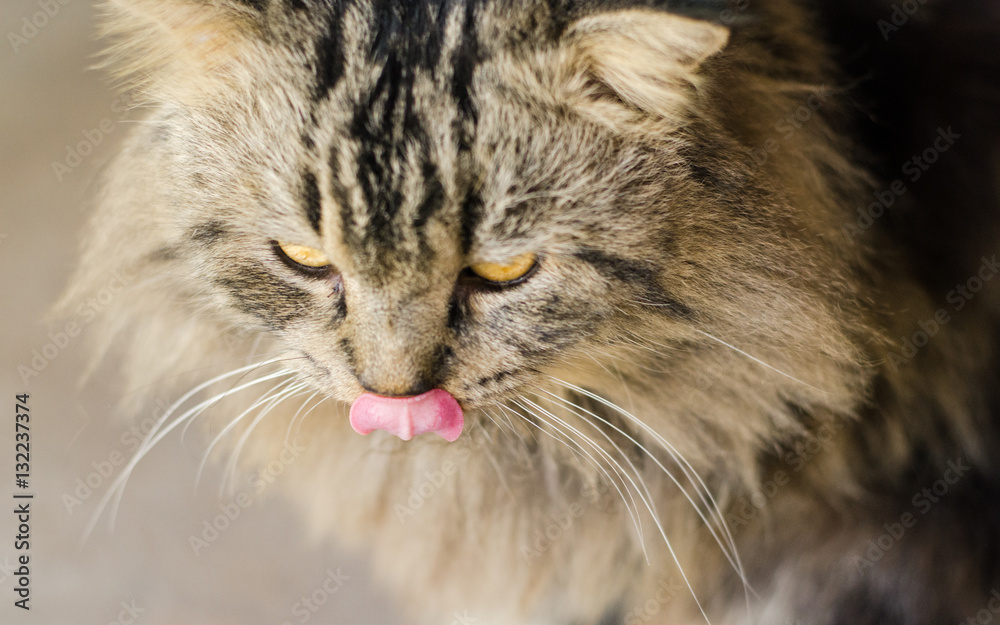 Persian cat with beautiful hair Persian cat with beautiful hair