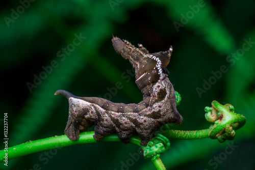 Elephant Hawk Moth (Deilephila elpenor) bending itself into L shape, lifting its head on a green stem horizontally inside a forest located at Bukit Bandaraya, Shah Alam, Selangor