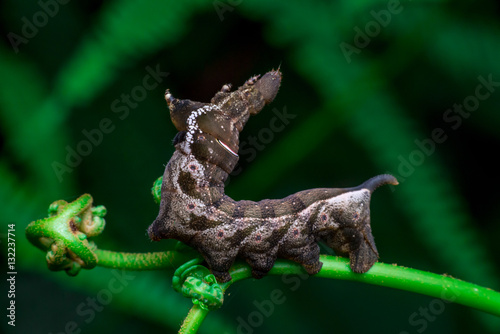 Elephant Hawk Moth (Deilephila elpenor) bending itself into L shape, lifting its head on a green stem horizontally inside a forest located at Bukit Bandaraya, Shah Alam, Selangor photo