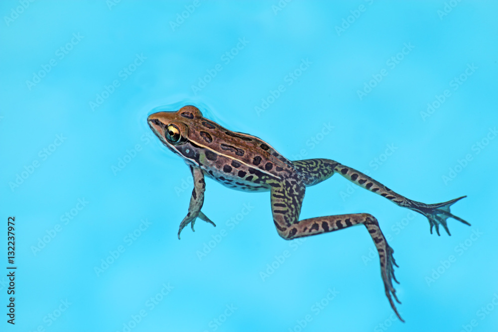 Obraz premium Southern leopard frog (Rana sphenocephala) floats in a pool