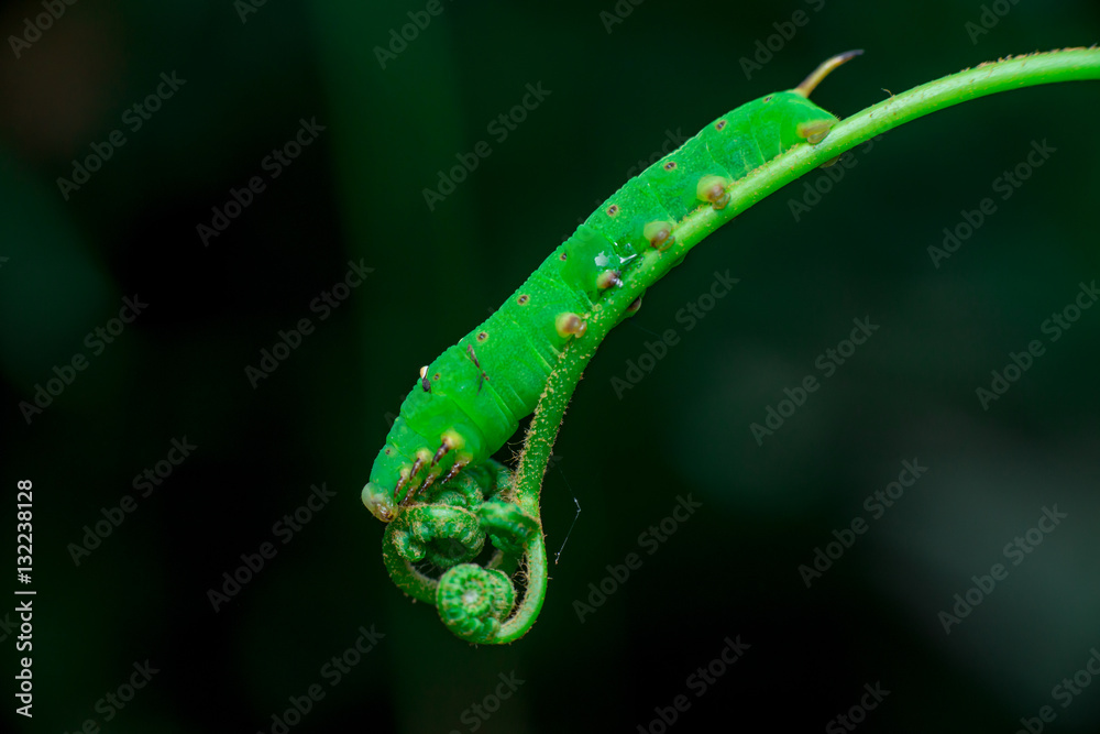 Pale Brown Hawk Moth Caterpillar (Theretra latreillii) with one tail have a rest and stay still on a green spiral twig with dark, blurry and soft background