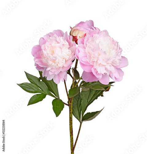 Pink and white peony flowers isolated