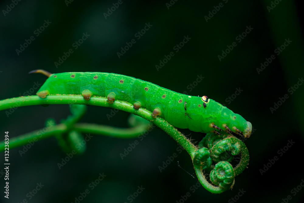 Pale Brown Hawk Moth Caterpillar (Theretra latreillii) with one tail lifting its head and have a rest and stay still on a green spiral twig with dark, blurry and soft background Pale Brown Hawk Moth Caterpillar (Theretra latreillii) with one tail lifting its head and have a rest and stay still on a green spiral twig with dark, blurry and soft background
