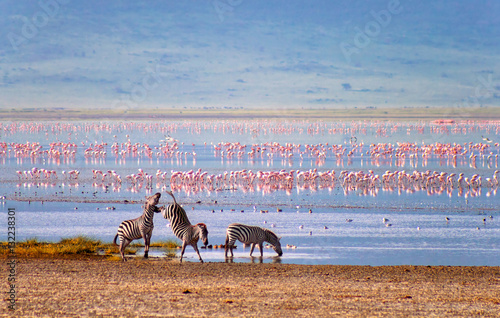 Zebras and flamingos in the Ngorongoro Crater photo