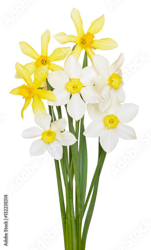 White and yellow narcissus flowers