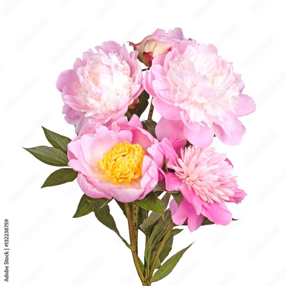 Multiple pink and white peony flowers isolated