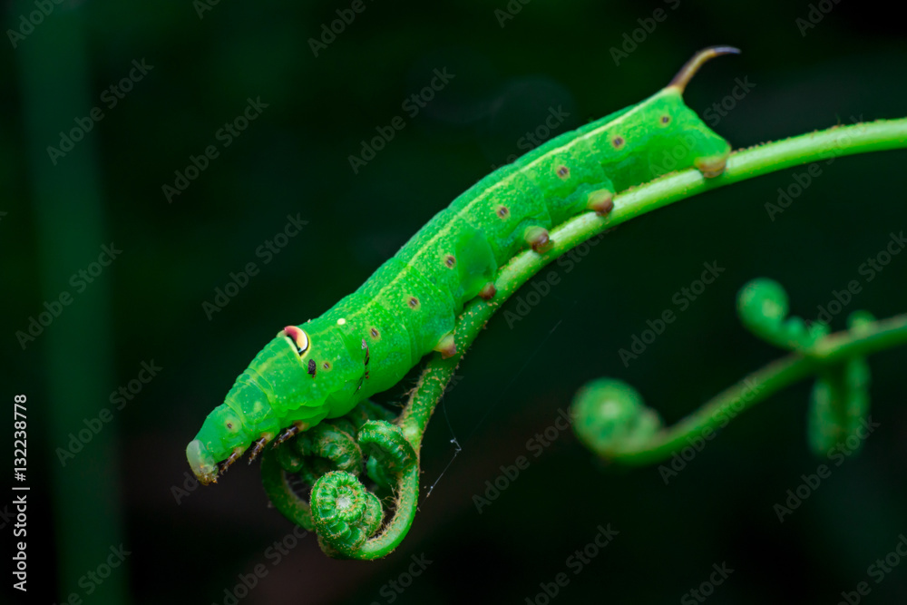 Pale Brown Hawk Moth Caterpillar (Theretra latreillii) with one tail lifting its head and have a rest and stay still on a green spiral twig with dark, blurry and soft background Pale Brown Hawk Moth Caterpillar (Theretra latreillii) with one tail lifting its head and have a rest and stay still on a green spiral twig with dark, blurry and soft background