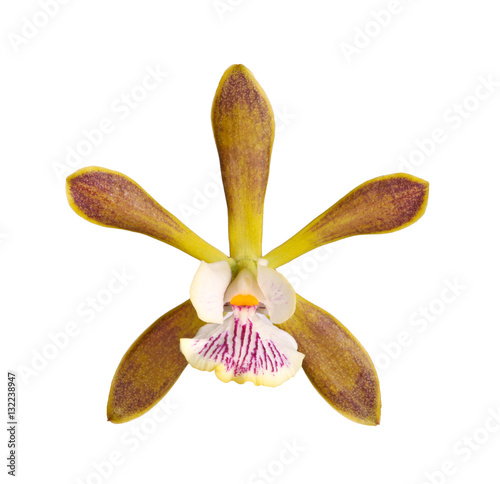 Flower of an Encyclia orchid hybrid photo