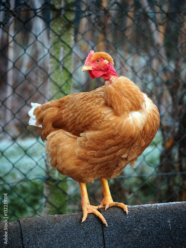 poultry - a naked neck pullet