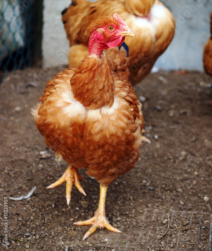 Poultry - naked neck hen or pullet