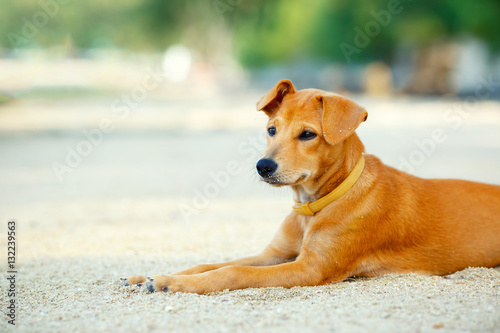 Puppy dog on the beach photo