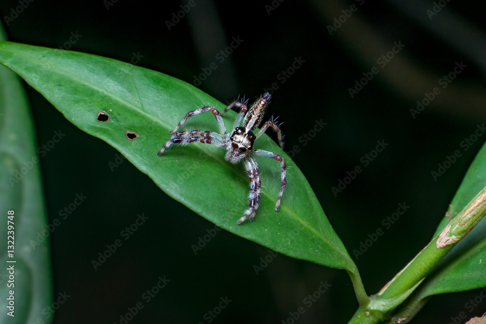 Female Pancorius Jumper (Pancorius cf. magnus) Jumping Spider stay still on a green leaf Female Pancorius Jumper (Pancorius cf. magnus) Jumping Spider stay still on a green leaf