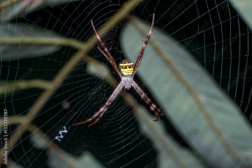 orb-weaver spider, writing spider, signature spider, garden spider ...