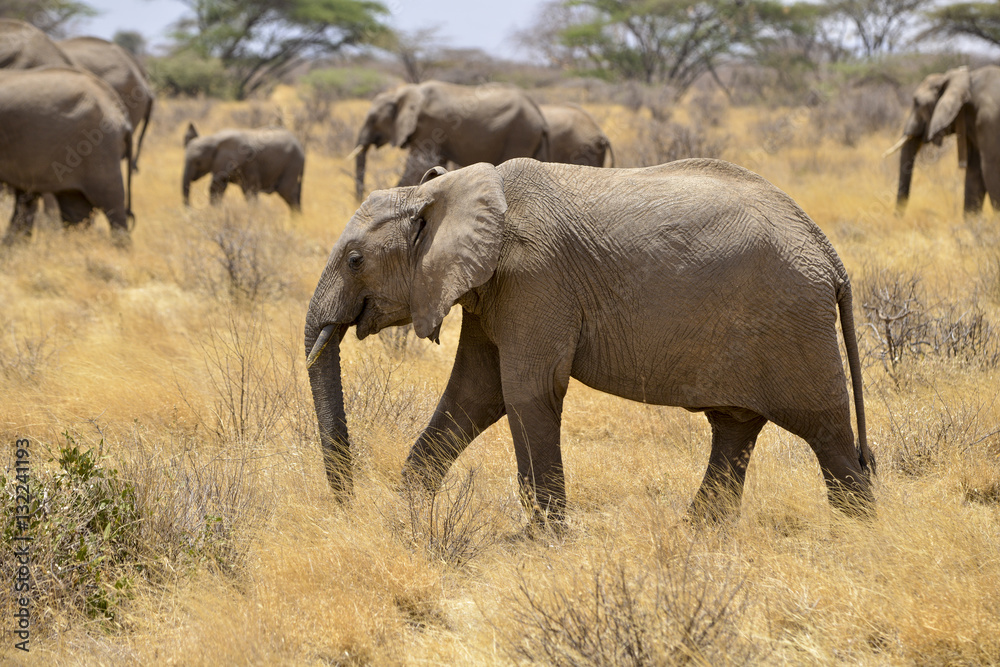 Eléphant d'Afrique, Loxodonta africana, Parc national Kruger, Afrique du Sud