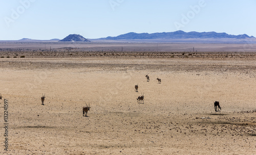 Oryx and wild horses