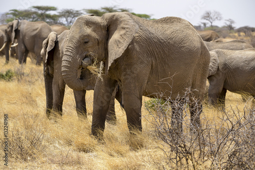 Eléphant d'Afrique, Loxodonta africana, Parc national Kruger, Afrique du Sud © JAG IMAGES