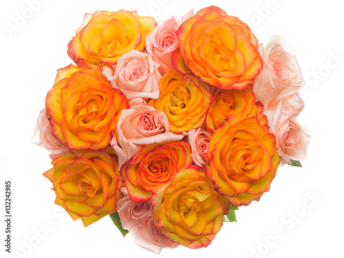 beautiful roses on a white background