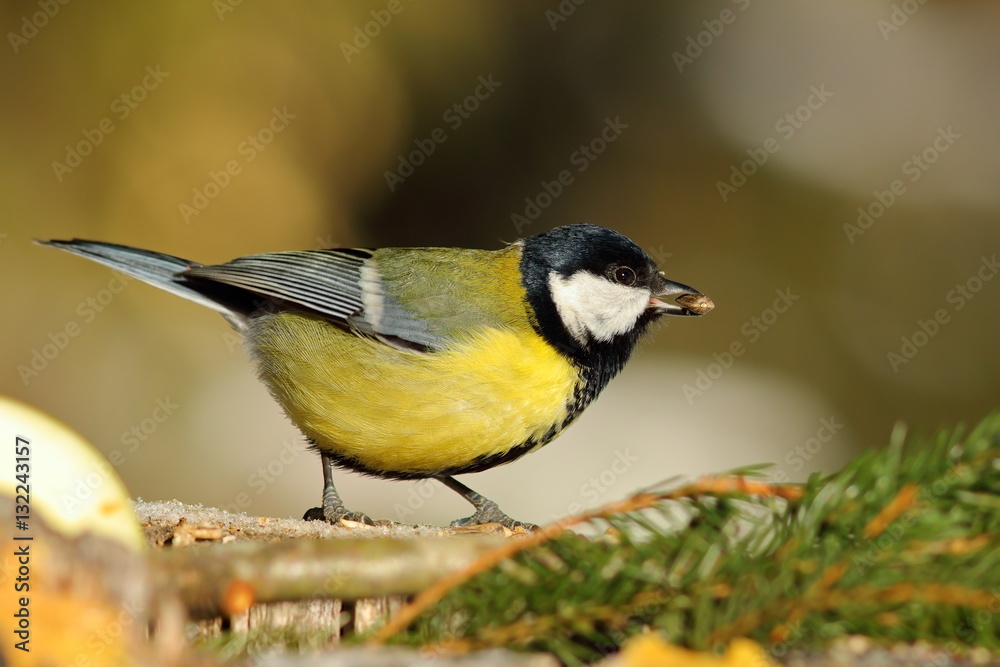 Fototapeta premium great tit at birdfeeder