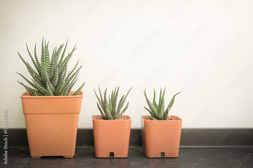 Haworthia