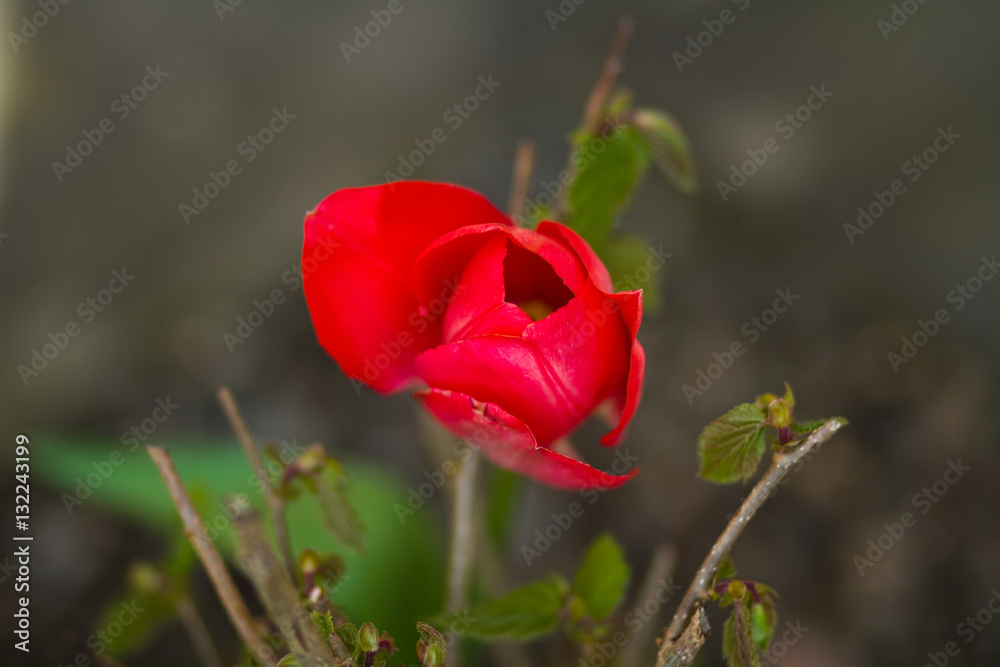 Rote Rose in der Natur Rote Rose in der Natur
