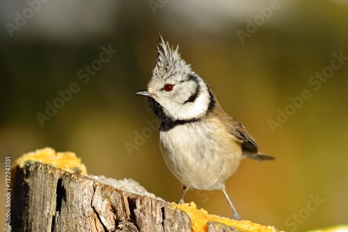 funny european crested tit