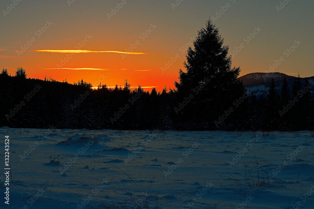 orange sunset over spruce forest
