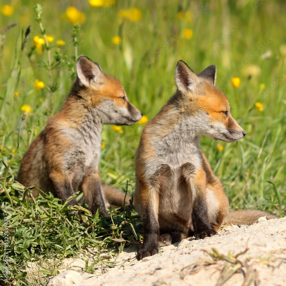 Fototapeta premium red fox brothers