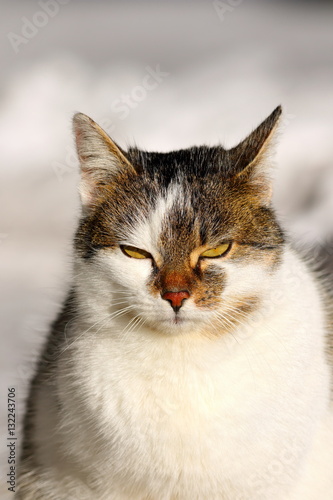 portrait of domestic cat