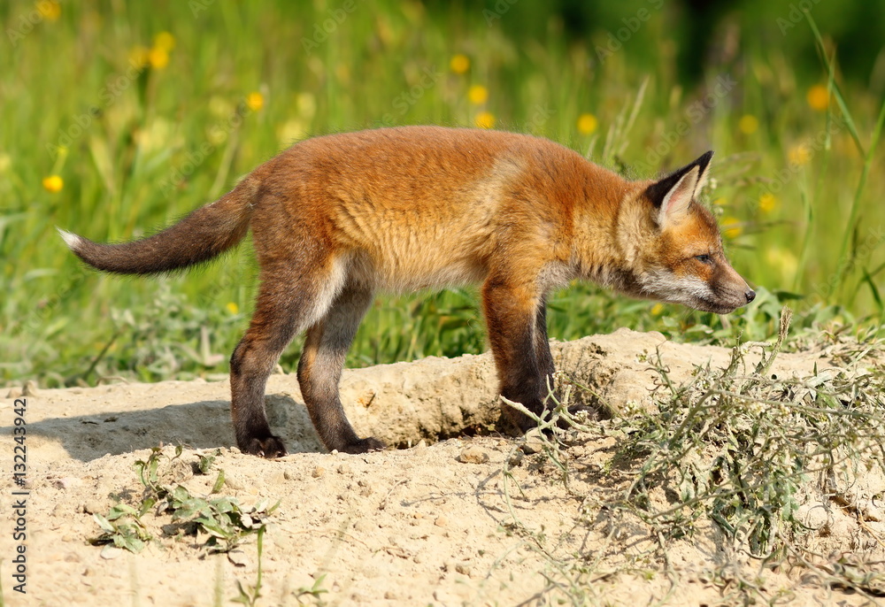 Fototapeta premium young european red fox
