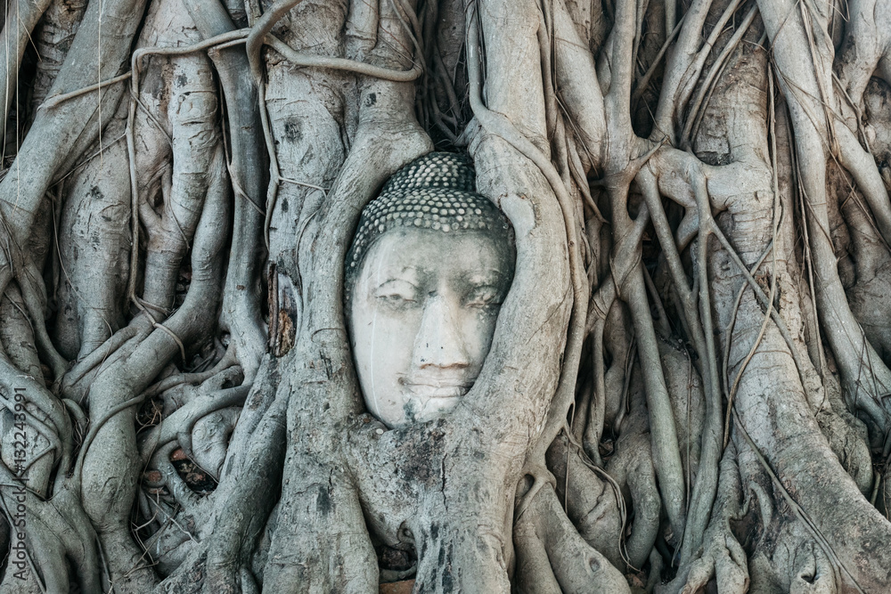 Head of Buddha statue in the tree roots at Wat Mahathat temple in Ayutthaya Thailand 