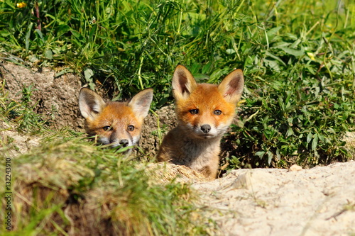 two cute foxes