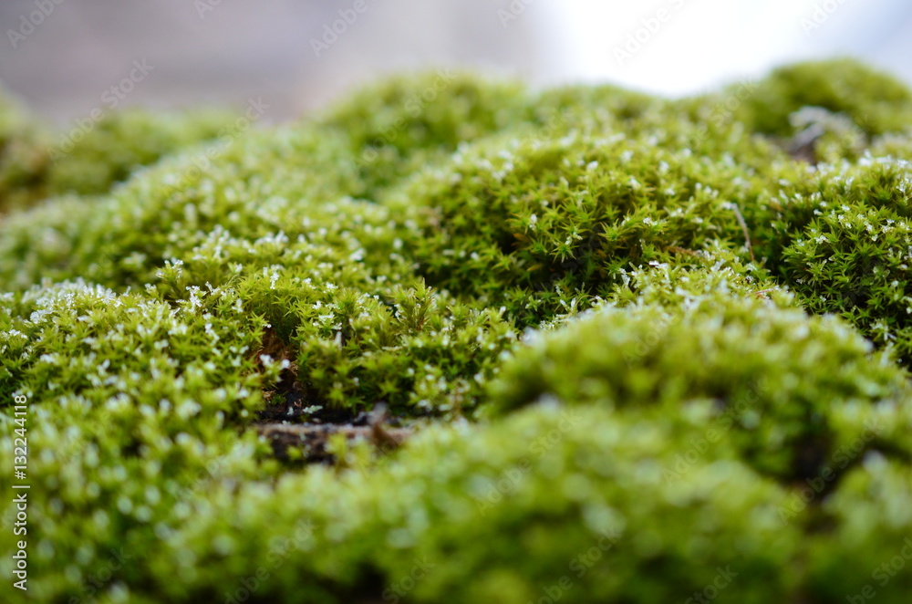 Obraz premium Closeup of luminous moss with snowflakes