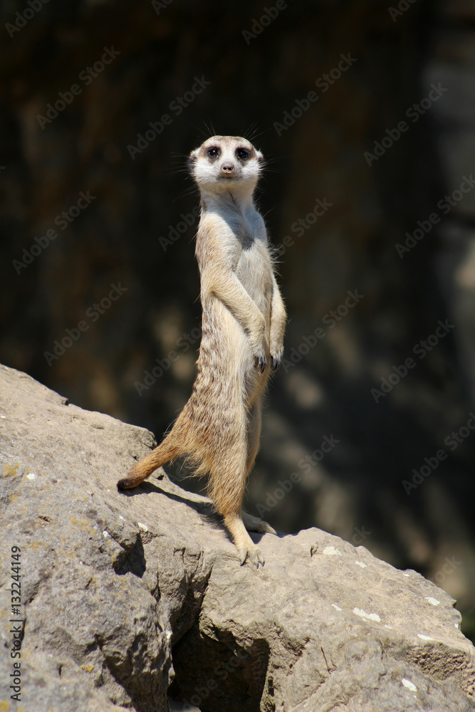 Fototapeta premium Animals