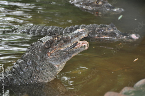 Кормежка крокодилов