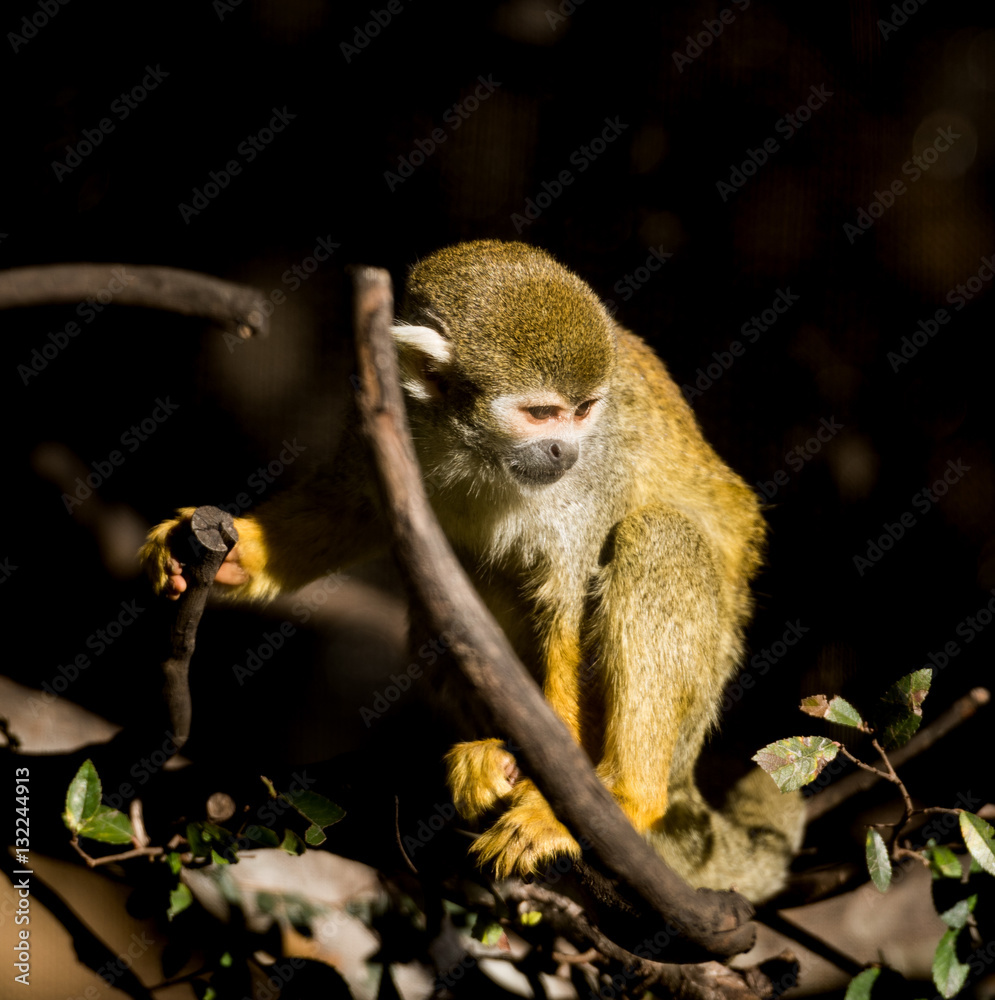 Obraz premium Glamour Squirrel Monkey