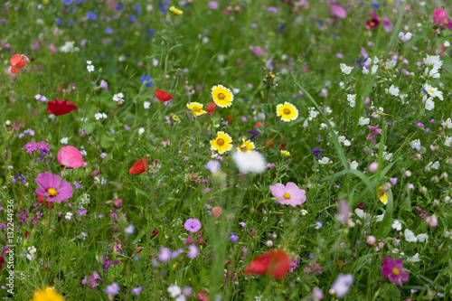 Blumenwiese