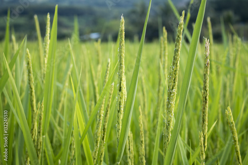 Closeup of rice spike in Paddy field on autum