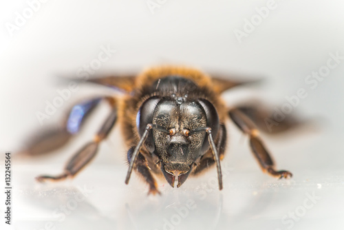 Stingless Male drone Giant Honey Bee, (Apis dorsata), with 3 ocellis on its head, isolated with white background, showing its front view cleaning its leg