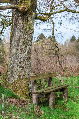 bench at a forest edge