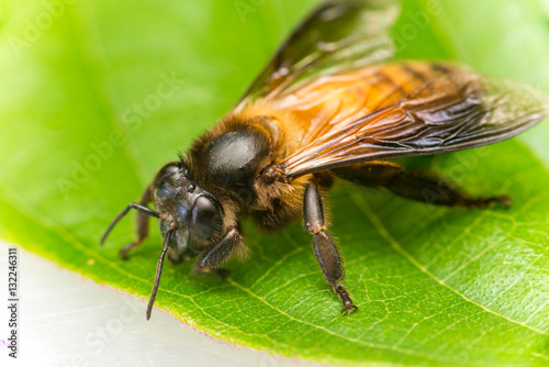 Stingless Male drone Giant Honey Bee, (Apis dorsata), with 3 ocellis on its head, on a green leaf and white surface, showing its left and back side photo
