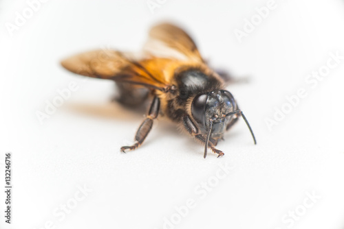 Stingless Male drone Giant Honey Bee   Apis dorsata   with 3 ocellis on its head  isolated with white background  showing its front and right side