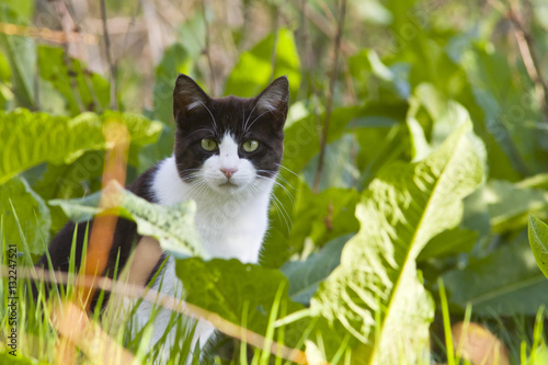 cat on field