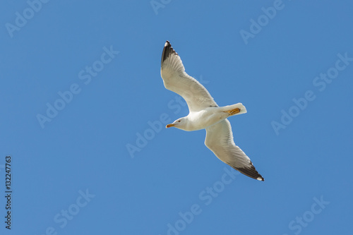 white seagull in flight
