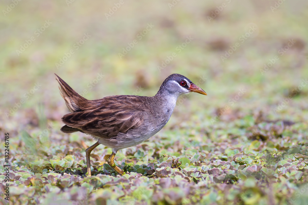 White-browed Crake(Porzana cinerea), Beautiful bird on the prowl for food, Thailand. White-browed Crake(Porzana cinerea), Beautiful bird on the prowl for food, Thailand.