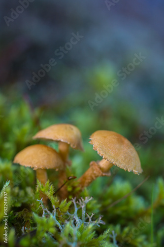 Three small mushrooms between the grass