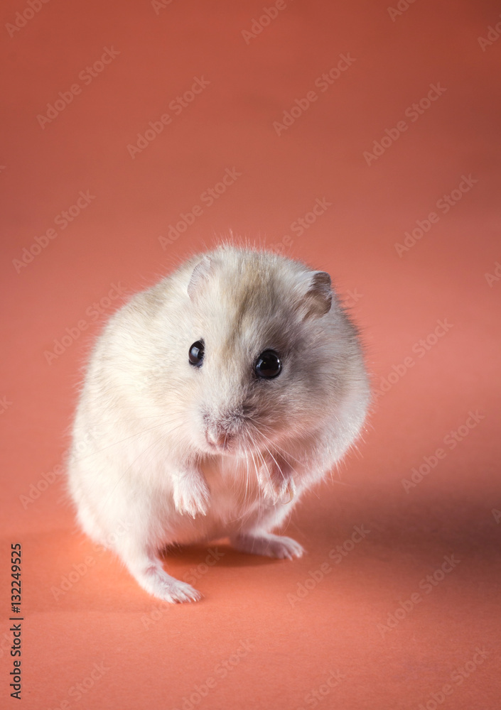 Home mouse standing on its hind legs Home mouse standing on its hind legs