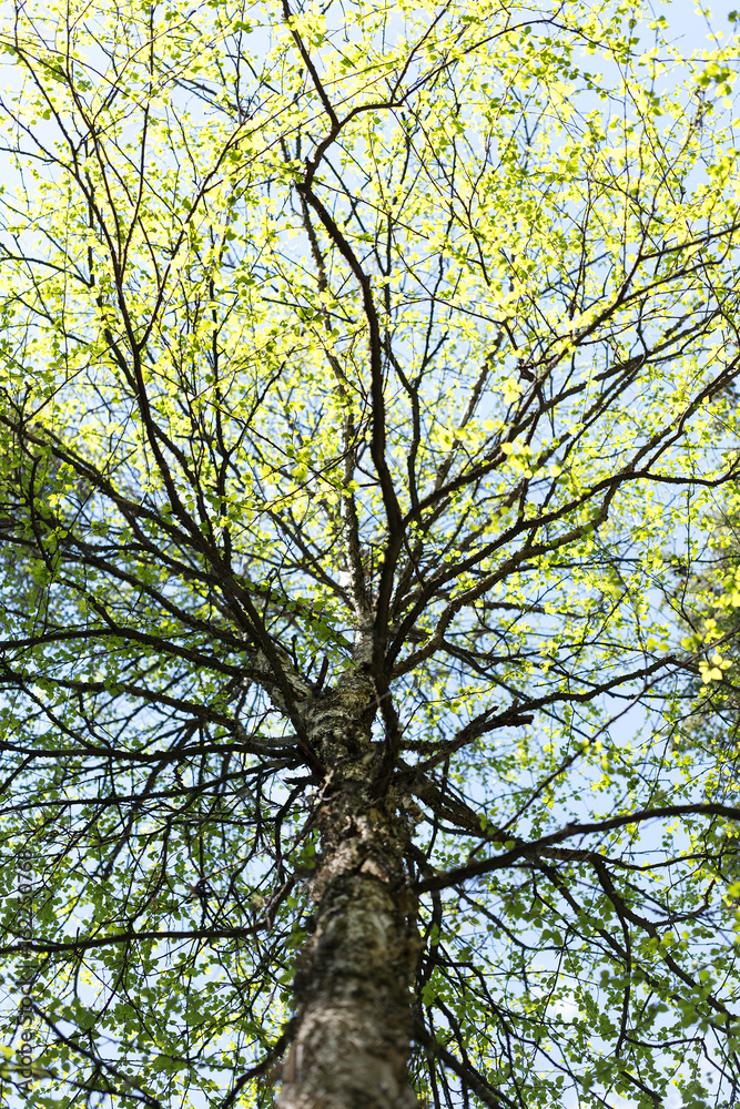 Fototapeta premium The foliage of a birch. bottom view